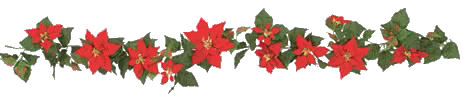 Poinsettia