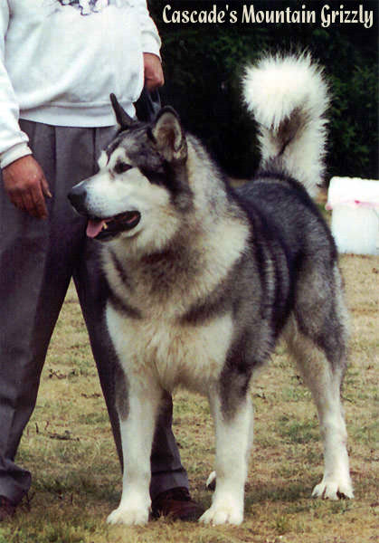Cascade's Mountain Grizzly -- 165 lbs.  
2000 IWPA Championships, Leavenworth, Washington