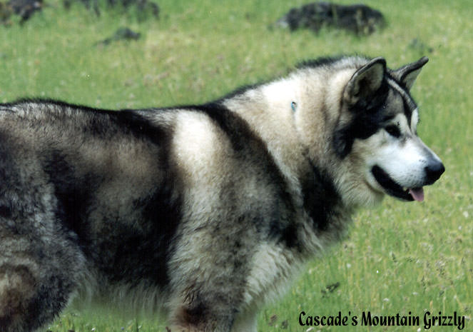 Cascade's Mountain Grizzly 