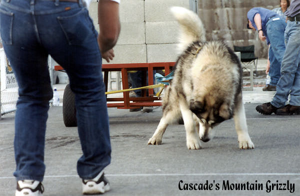 Cascade's Mountain Grizzly -- 165 lbs.
2000 IWPA Championships, Leavenworth, Washington