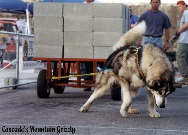 Cascade's Mountian Grizzly - 2000 IWPA Championships Leavenworth, Washington