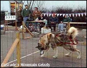 Cascade's Mountain Grizzly ~ Vet scaled weight:165 lbs / height: 31 inches.  Winning the IWPA Unlimited Class.  The reader board shows 3,350 lbs. (1519 kg)