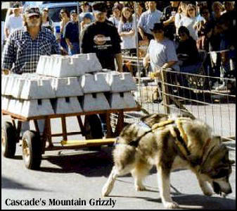 Cascade's Mountain Grizzly ~ Vet scaled weight:165 lbs / height: 31 inches.  Winning the IWPA Unlimited Class.
The reader board shows 3,350 lbs. (1519 kg)