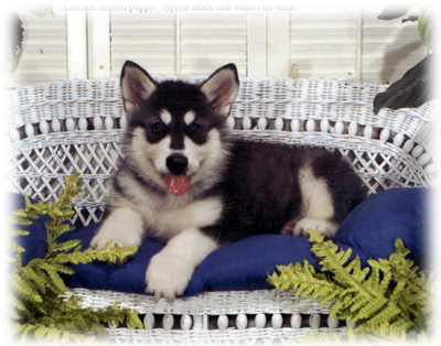 malamute puppy
