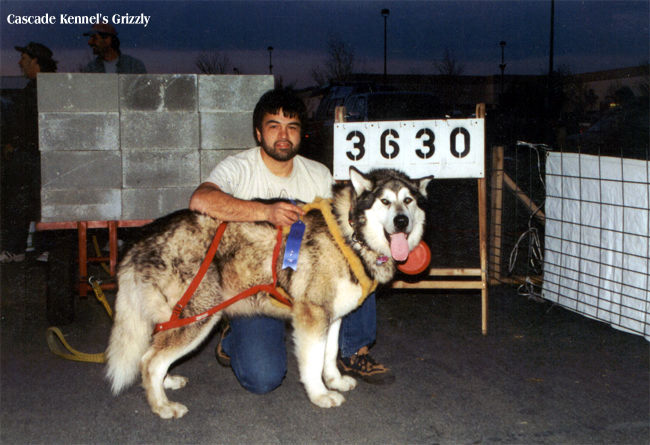 Gold Medal Winner 1998-1999 Pacific N.W.  IWPA Working Dog Superior
