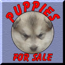 Puppies for Sale!