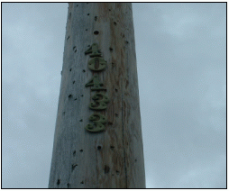 numbers on a telephone pole.