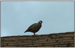 a strange bird that was on the roof of our house.