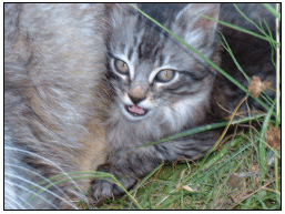 kitten #1: the most outgoing, so far