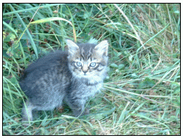 kitten #2: very shy