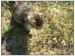 kitten #2: very shy