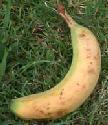 Pepe was a banana farmer