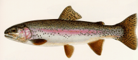 TROUT_SM.gif (15942 bytes)