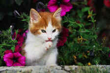 bolton3.jpg (13296 bytes)