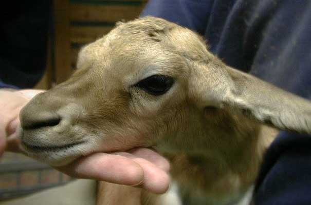 camel.jpg (19740 bytes)