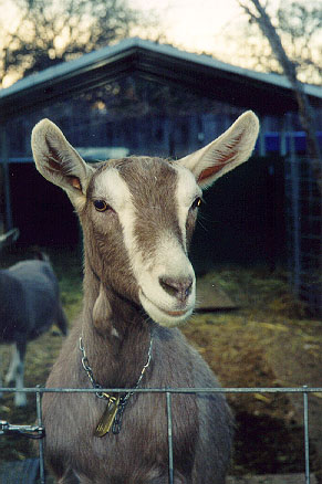goat00299.jpg (41399 bytes)