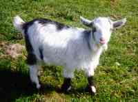 goat2.jpg (4665 bytes)
