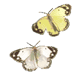 Btflymon1.gif (10851 bytes)