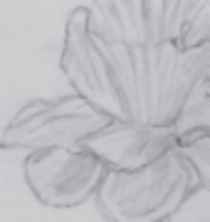 Dandilion still life