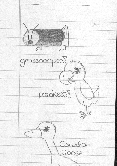 Canadian Goose, grasshopper, and parakeet