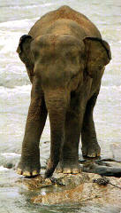 Asking for the towel after bath