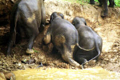 They just don't want to leave the mud