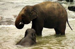 Certainly the young one is reluctant to leave the water