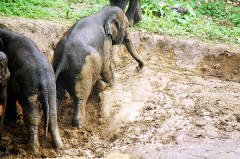 Reluctant to leave the muddy playground
