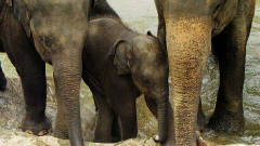 A baby being helped out of the puddle by two cousins, perhaps..