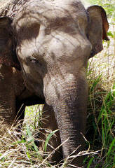 Though mighty and proud, but gentle in nature