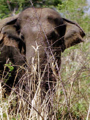 Perhaps got the smell of the camera man