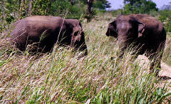 Mates amidst the rich grassland