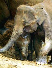 Cuddle up for warmth and company