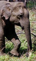 Feeling at home within the precincts of the Park