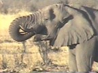 Elephant Drinking