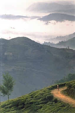 A view of the morning clouds near Nuwara Eliya in the hill country
