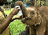 Sri Lanka can proudly claim to have the one and only Orphanage for orphaned elephants. 