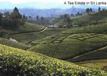 A typical tea estate in the central highlands of Sri Lanka