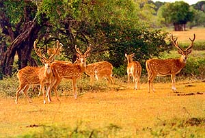 Spotted Deer