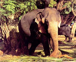 Once wild, but now tamed and working for a living