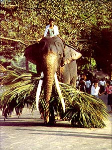 Another working elephant