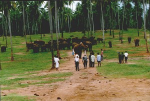 Elephant Orphanage at Pinnawela