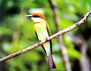 Bee Eater
