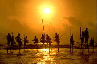 Weliagama's famous stilt fisherman