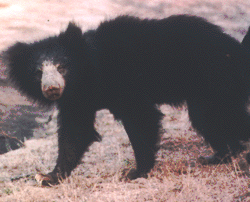 Sloth Bear.