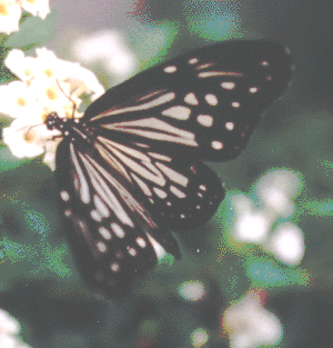 Butterfly.