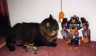 OK, I'll be the first to admit that my cat is somewhat large, but this just gives a rough size comparison between a cat, a deluxe Cheetor, and Optimal Optimus.