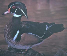 Drake Wood Duck
