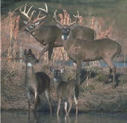 White-tailed Deer