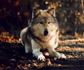 Timber Wolf
